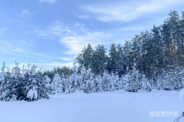 高清摄影 雪后的森林