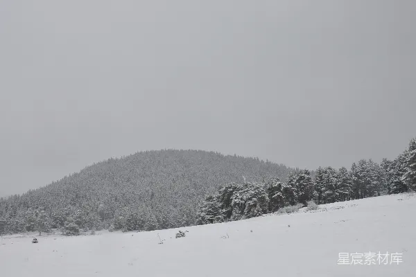 高清摄影 冬日雪景中的森林