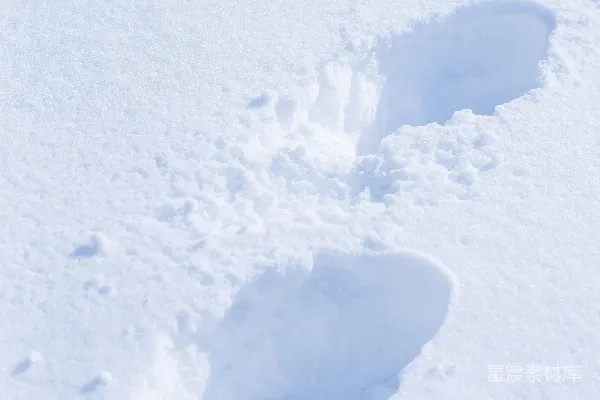 高清摄影 雪地中的动物足迹