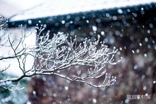 高清摄影 冬日雪景中的树枝