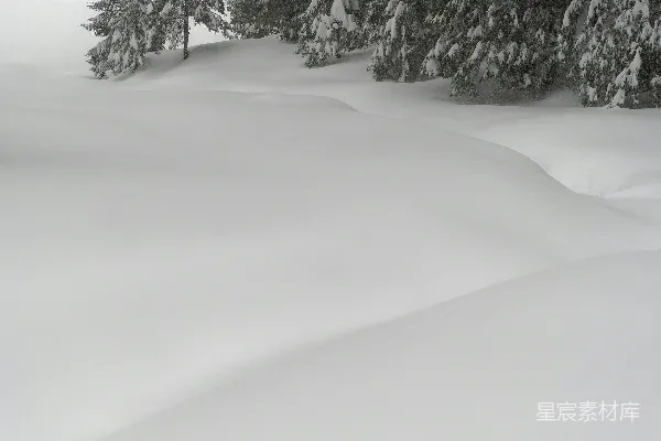 高清摄影 雪中的松树林