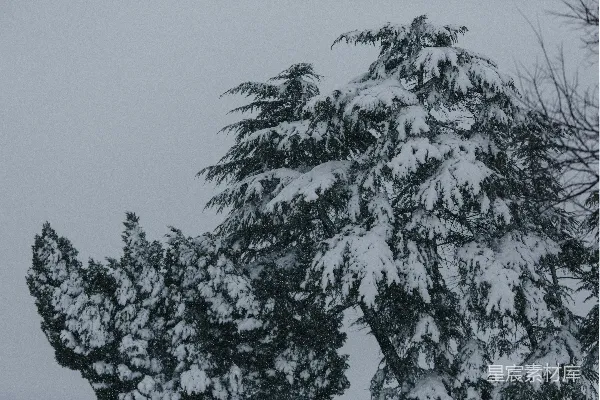 高清摄影 冬日松柏雪景