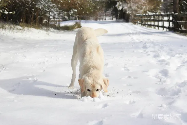高清摄影 雪地里的金毛寻回犬