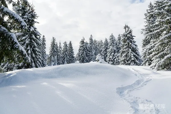 高清摄影 冬日雪景中的松树林