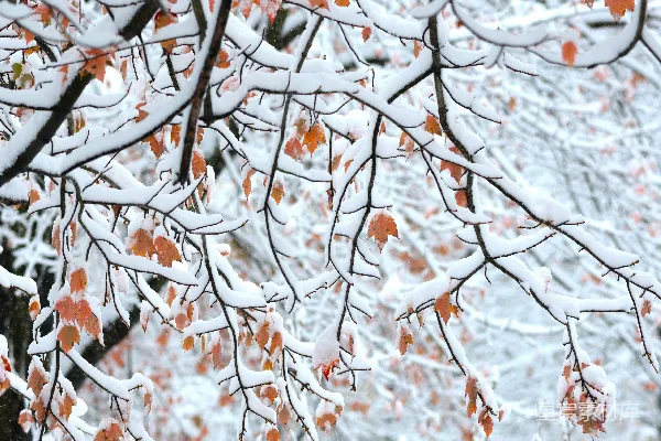 高清摄影 冬日初雪中的枫叶