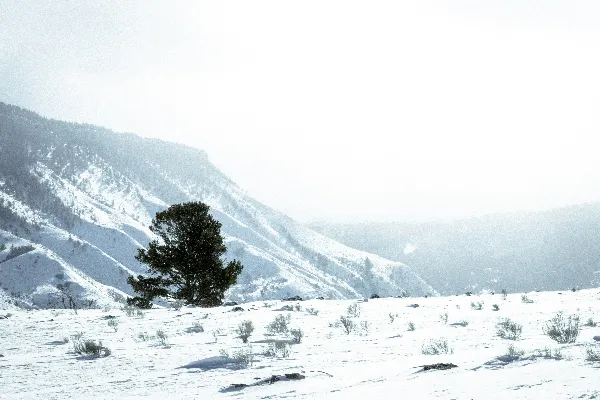 高清摄影 雪中的孤独树