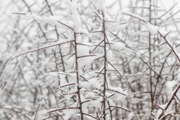 高清摄影 冬日雪景中的枝条