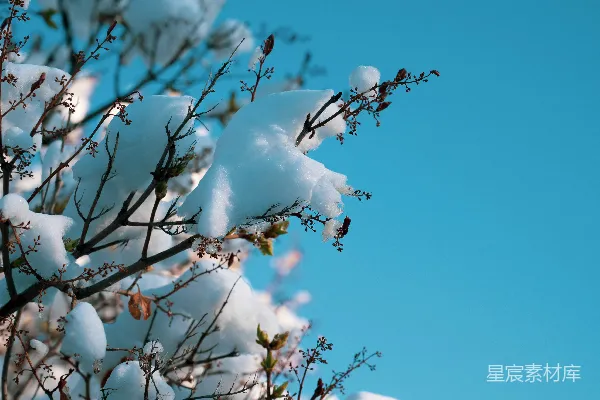 高清摄影 冬日的树枝与蓝天
