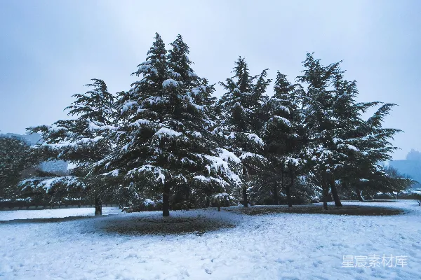 高清摄影 冬日雪景中的松树
