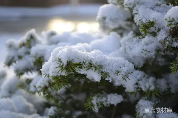 高清摄影 冬日雪景中的松树枝