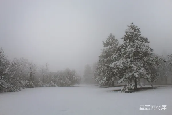 高清摄影 冬日雪景中的松树