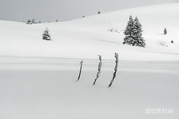 高清摄影 雪地中的孤独树
