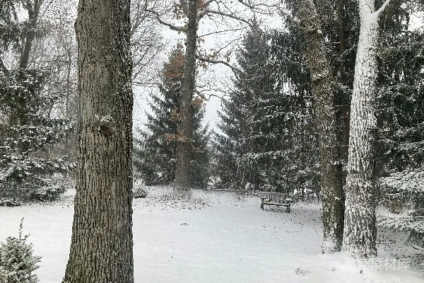 高清摄影 冬日雪景中的宁静小径