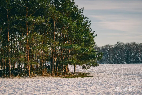 高清摄影 冬日松林雪景