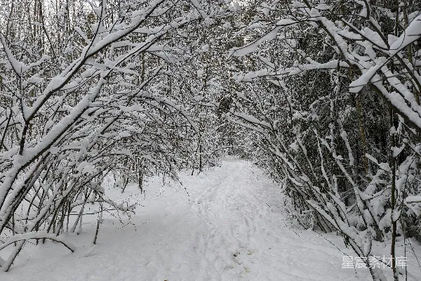 高清摄影 雪后森林小径