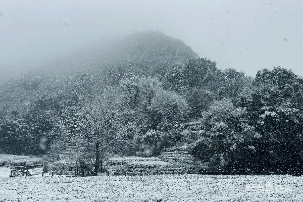 高清摄影 雪落山林