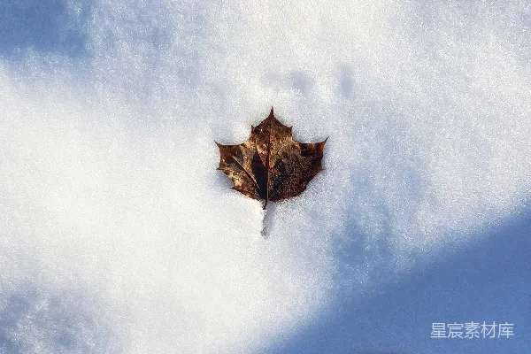 高清摄影 雪地上的枯叶