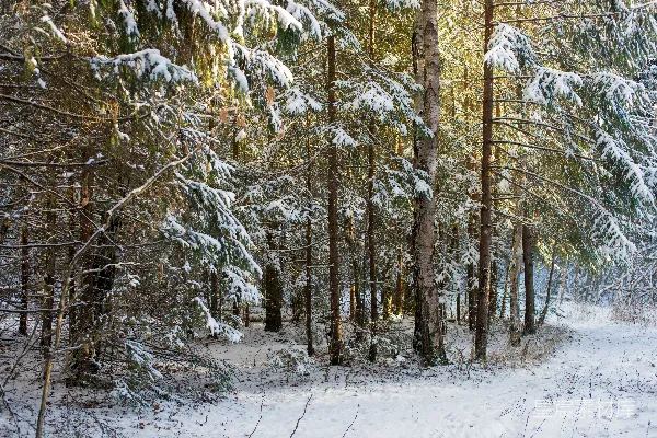高清摄影 冬日雪林