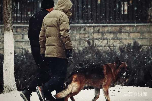 高清摄影 雪中漫步的德国牧羊犬