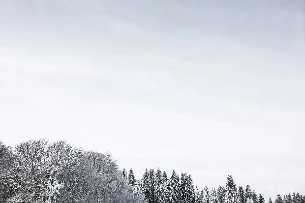 高清摄影 冬日雪景中的松林