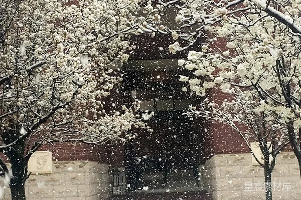 高清摄影 雪中盛开的花朵与古建筑