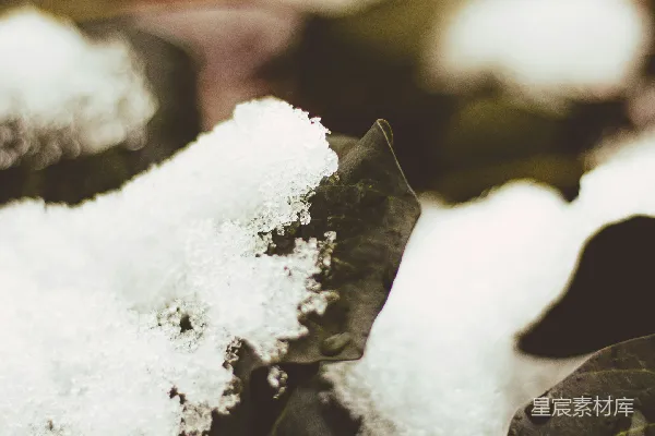 高清摄影 冬日的绿叶与雪景