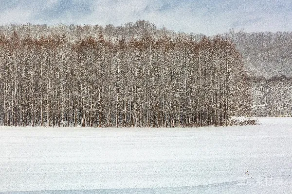 高清摄影 雪中的森林
