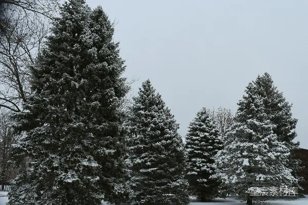 高清摄影 冬日雪景中的松树