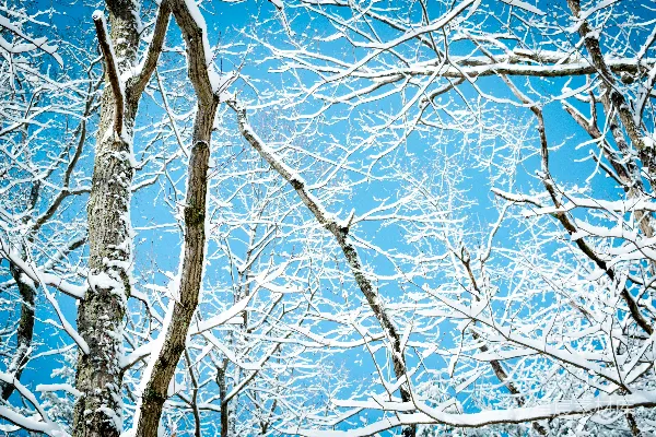 高清摄影 冬日雪景下的树木
