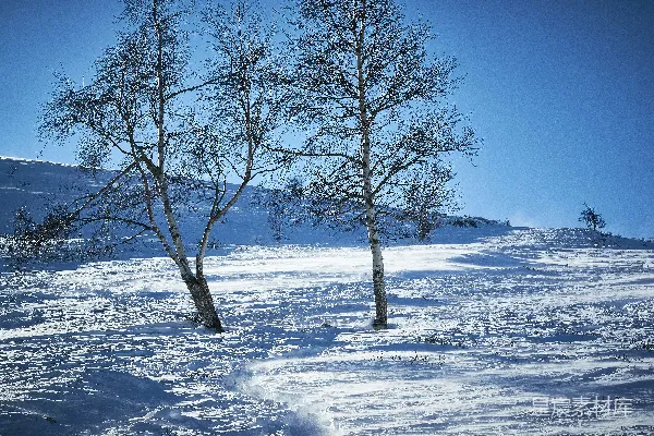高清摄影 冬日雪原上的孤独白桦
