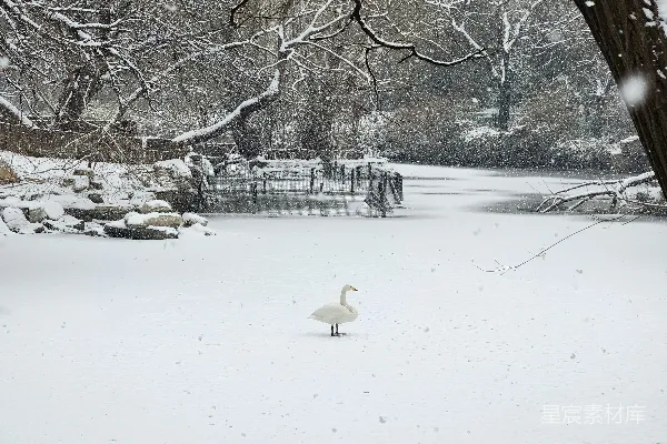 高清摄影 雪中天鹅独行