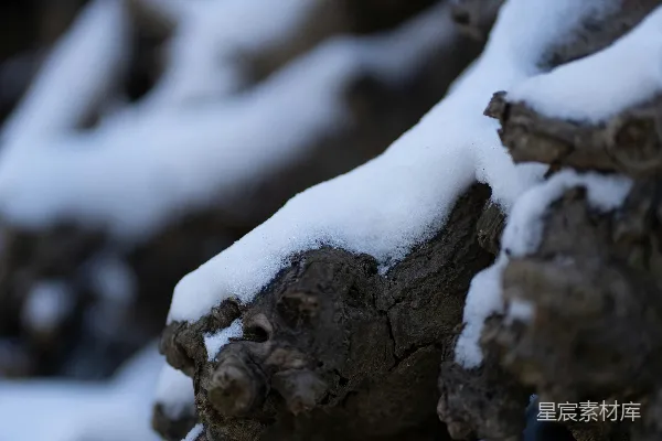 高清摄影 冬日树干上的雪