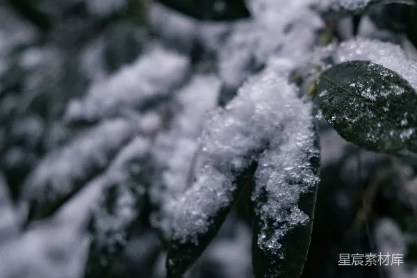 高清摄影 雪后静谧的绿叶