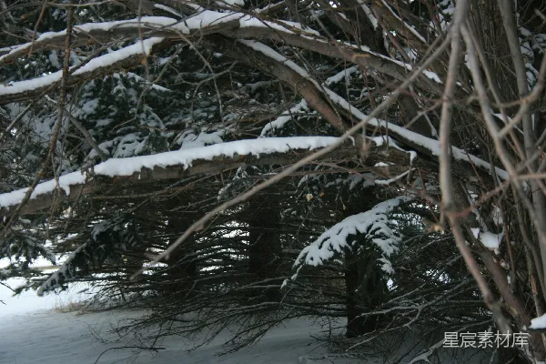 高清摄影 冬日雪景中的枯枝