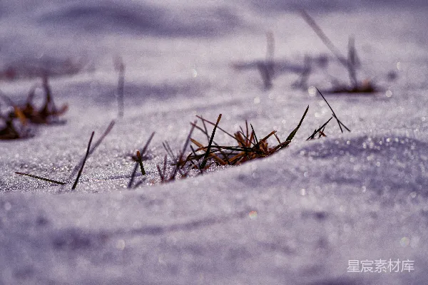 高清摄影 雪地中的草尖
