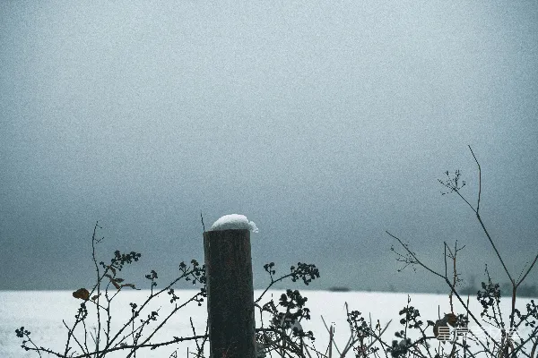 高清摄影 冬日雪景中的孤木