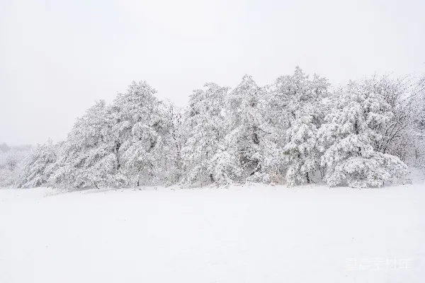 高清摄影 冬日雪景中的松树