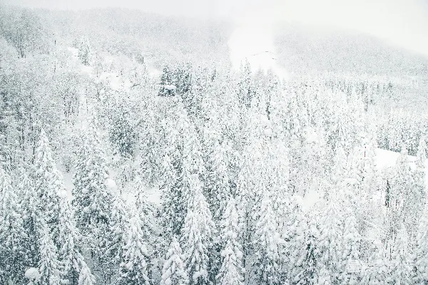高清摄影 雪覆松林