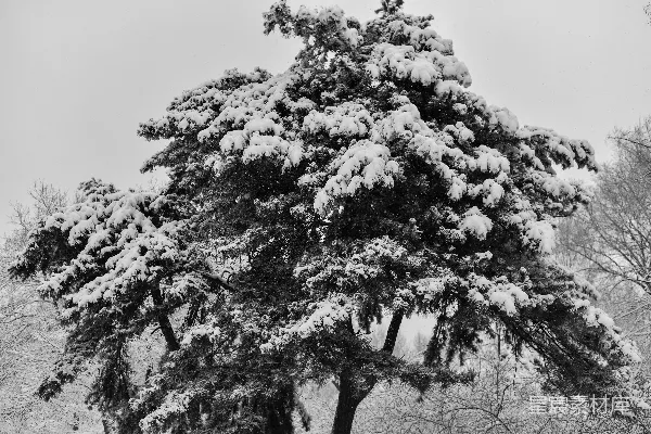 高清摄影 冬日雪景中的松树