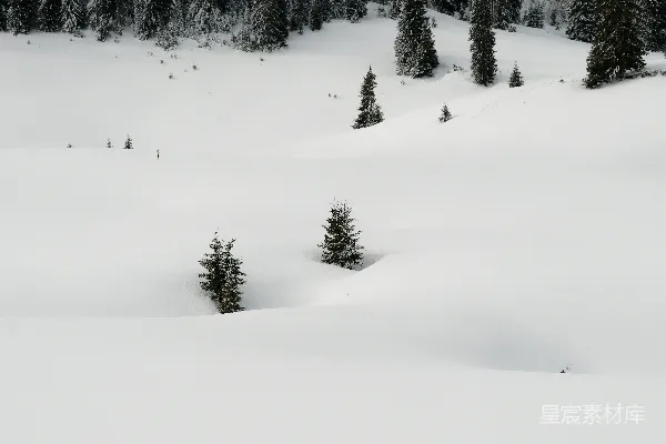 高清摄影 雪地里的松树