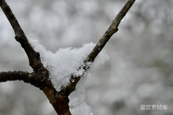 高清摄影 冬日树枝上的雪