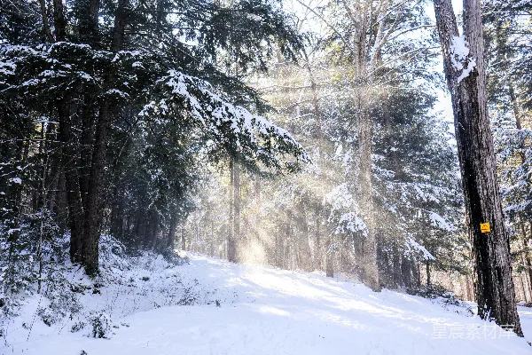 高清摄影 冬日森林雪景