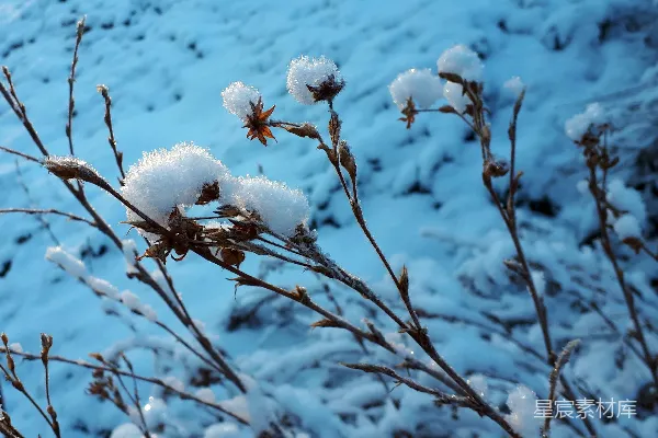 高清摄影 冬日雪地里的枯枝雪球