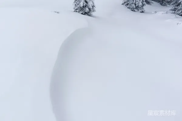 高清摄影 雪中的松树