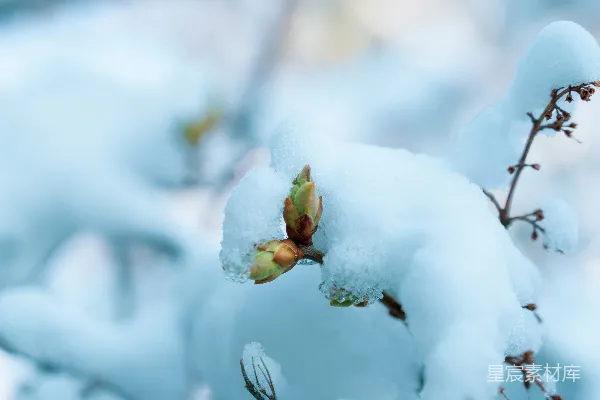 高清摄影 冬日雪中的嫩芽