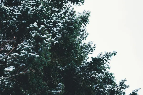 高清摄影 冬日松树