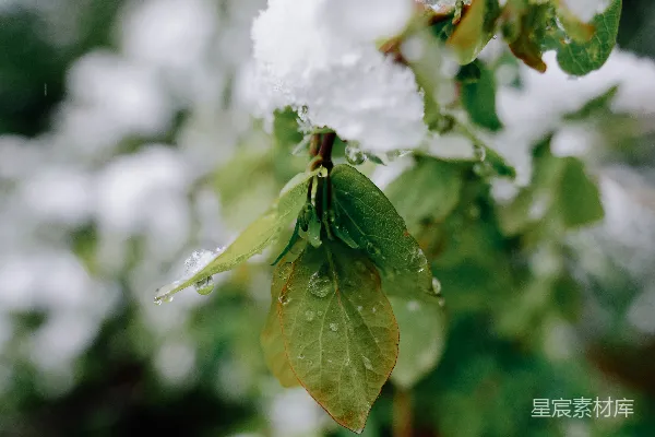 高清摄影 冬日的绿叶与雪花