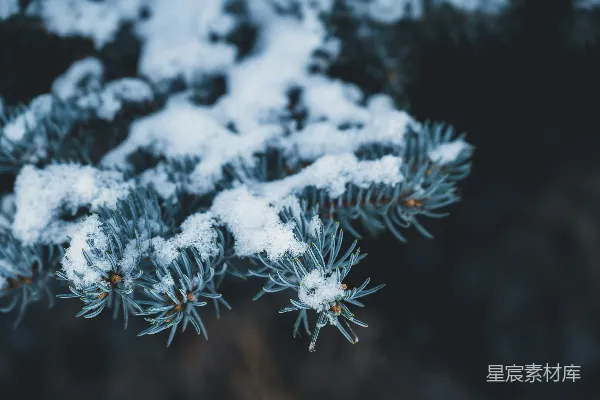 高清摄影 雪后的松枝