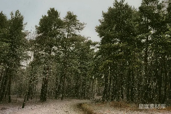 高清摄影 冬日森林雪景