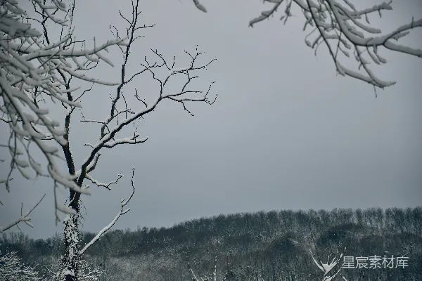 高清摄影 冬日雪景中的孤树